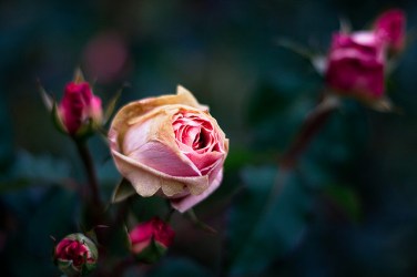 3109846082_7309b840c9_z