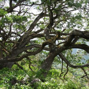 Poetry by Simon Anton Nino Diego&nbsp;Baena