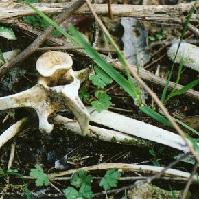 Poetry by Gala&nbsp;Mukomolova